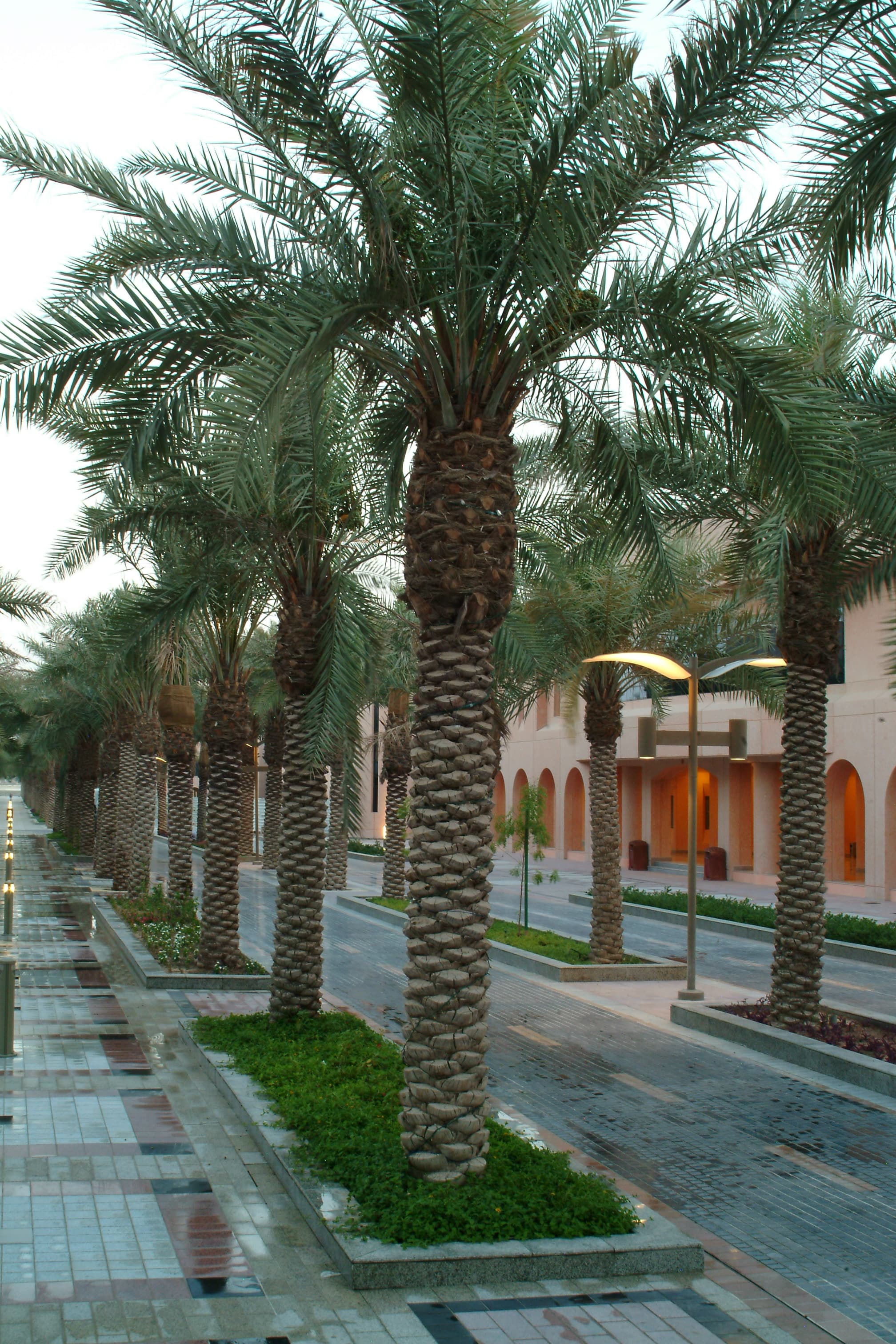 King Faisal University view 5