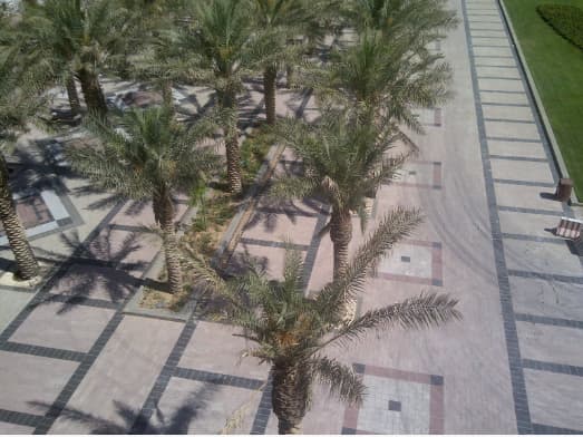 King Faisal University view 8